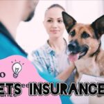 Pet Insurance coverage: The Final Information for Pet 2025