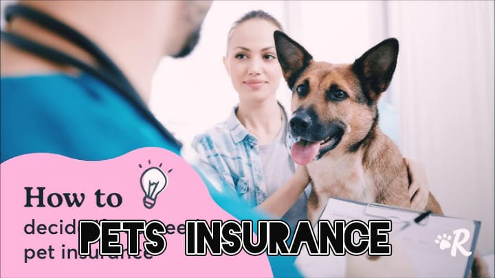 Pet Insurance coverage: The Final Information for Pet 2025