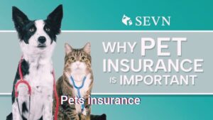 Pet Insurance coverage: The Final Information for Pet 2025