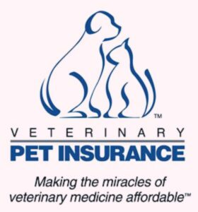 Pet Insurance coverage: The Final Information for Pet 2025
