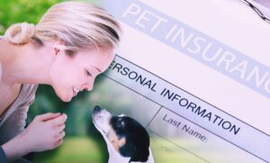 Pet Insurance coverage: The Final Information for Pet 2025